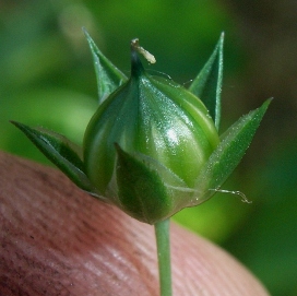 Linum bienne